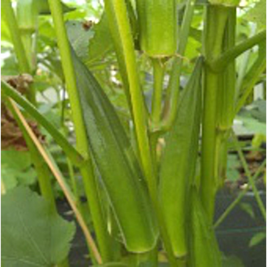 Jambalaya Okra Seeds Etsy