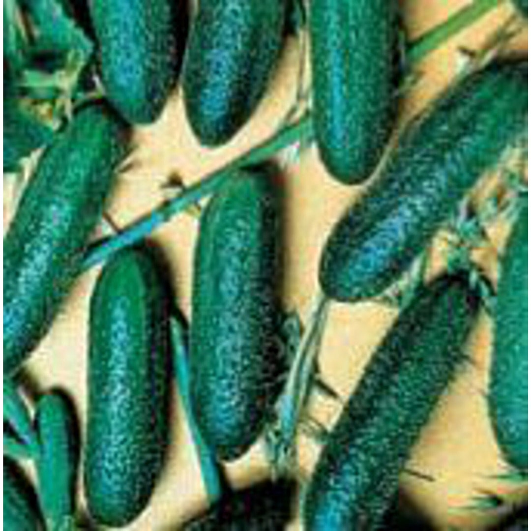 Cool Breeze Cucumbers Seeds Etsy