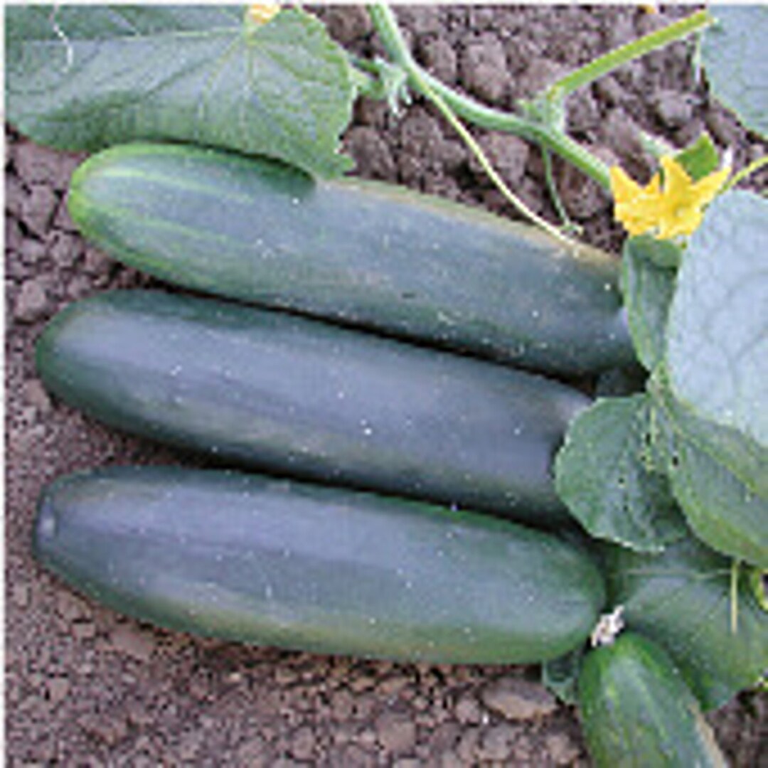 Marketmore 97 Cucumbers Seeds Etsy