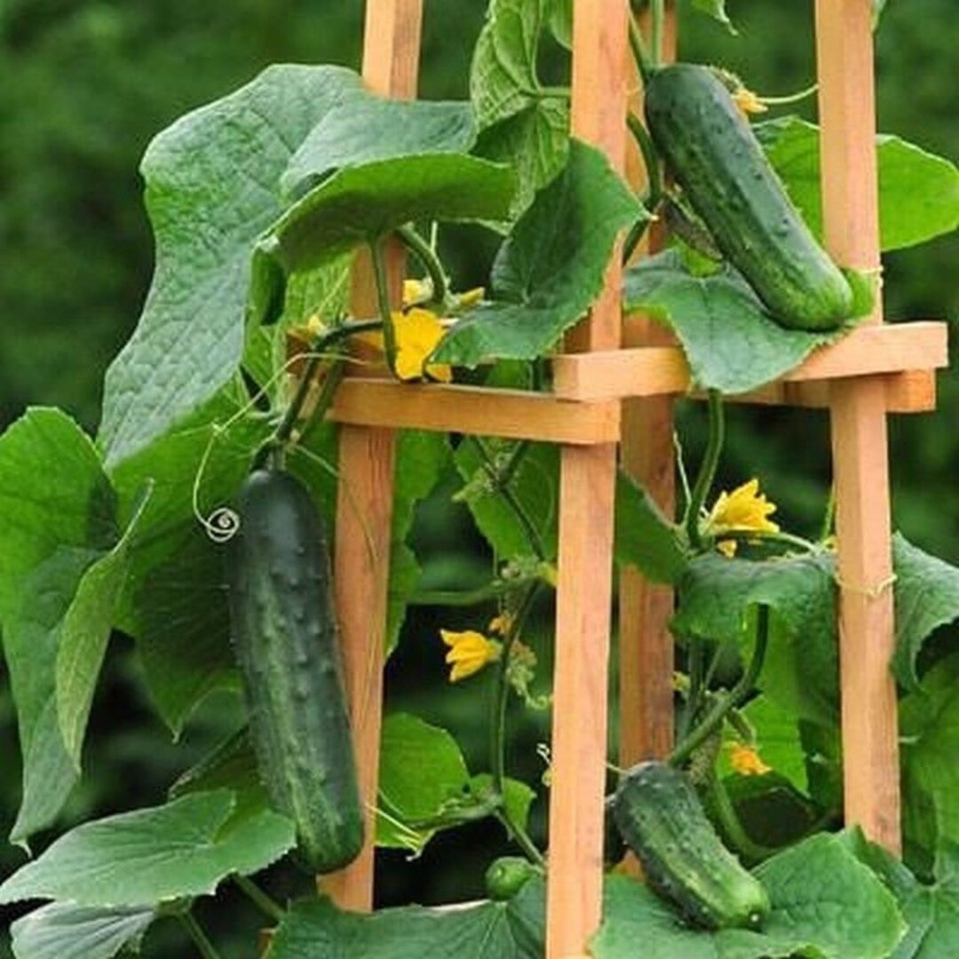 Patio Snacker F1 Hybrid Cucumber Seeds Etsy