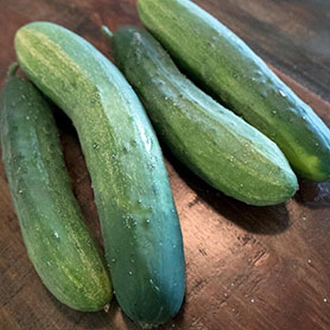 Hartley F1 Hybrid Cucumber Seeds Etsy