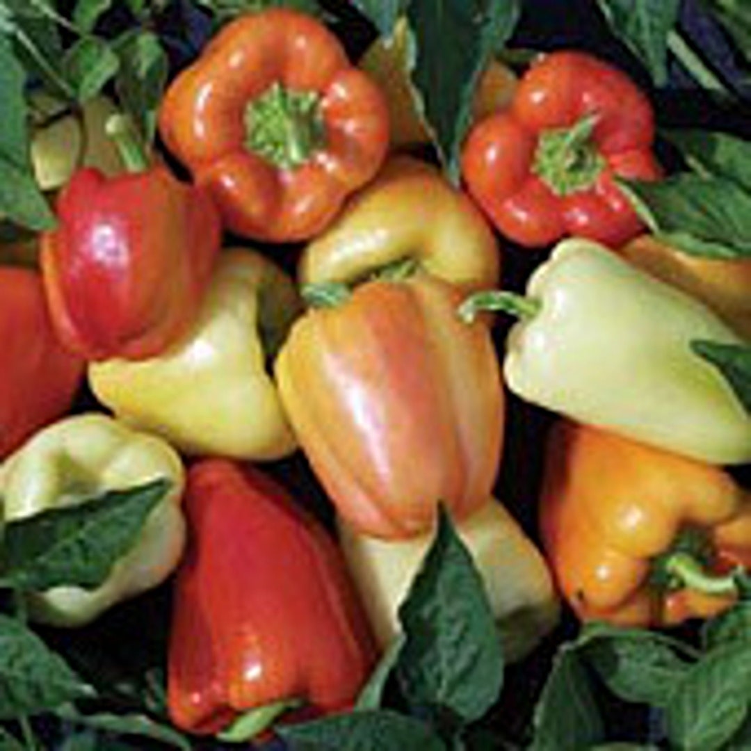 Whitney Sweet Peppers Seeds Etsy