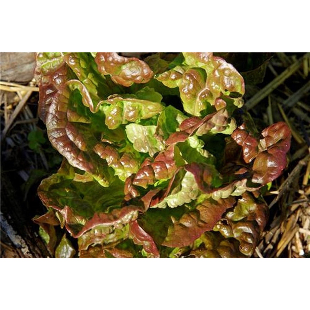 Bronze Lettuce Seeds Etsy