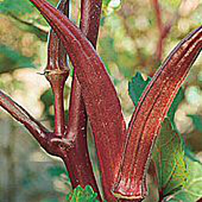 Red Velvet Okra Seeds Etsy