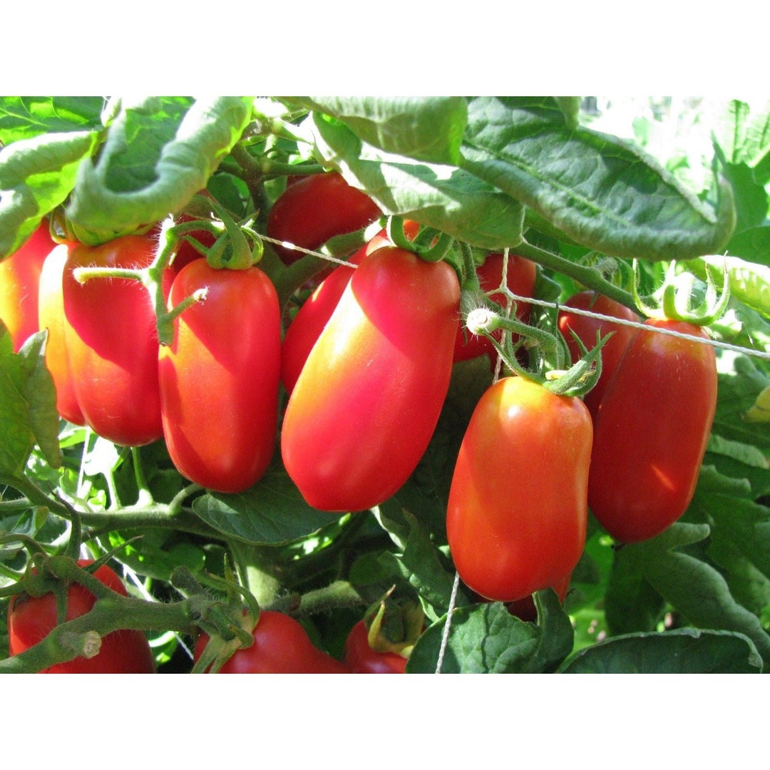 SeedsUP - 5 Rare Tomato Pompeii Square - Vegetable Red