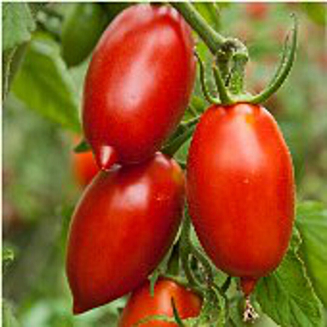 Giant Paste Tomato Seeds Etsy