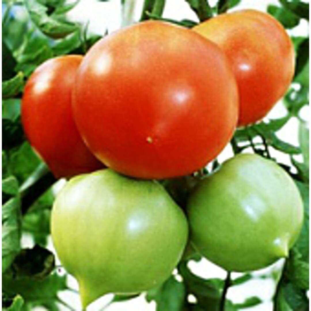 Odoriko Tomato Seeds Etsy