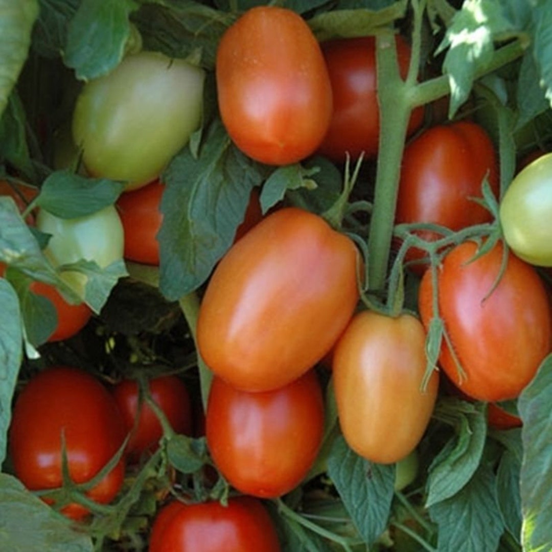 Plum Regal F1 Tomato Seeds Etsy