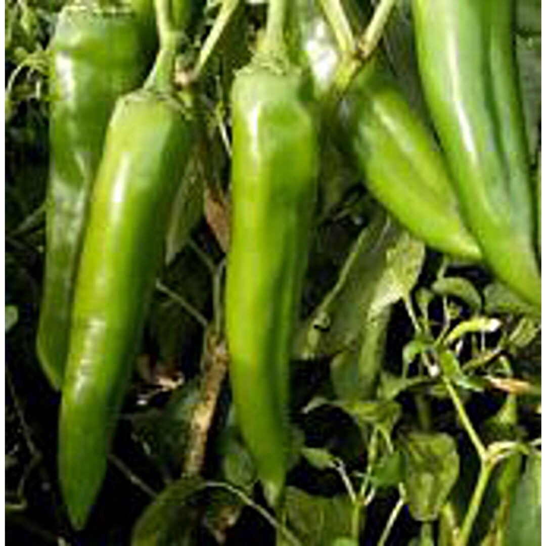 Numex Pueblo Hot Peppers Seeds Etsy