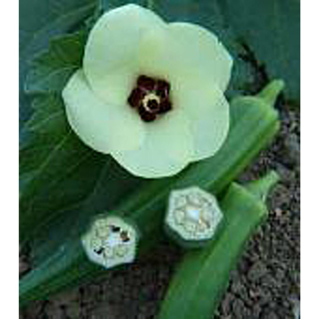 Jade Okra Seeds Etsy