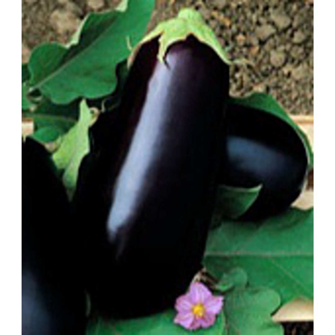 Nadia Eggplants Seeds Etsy