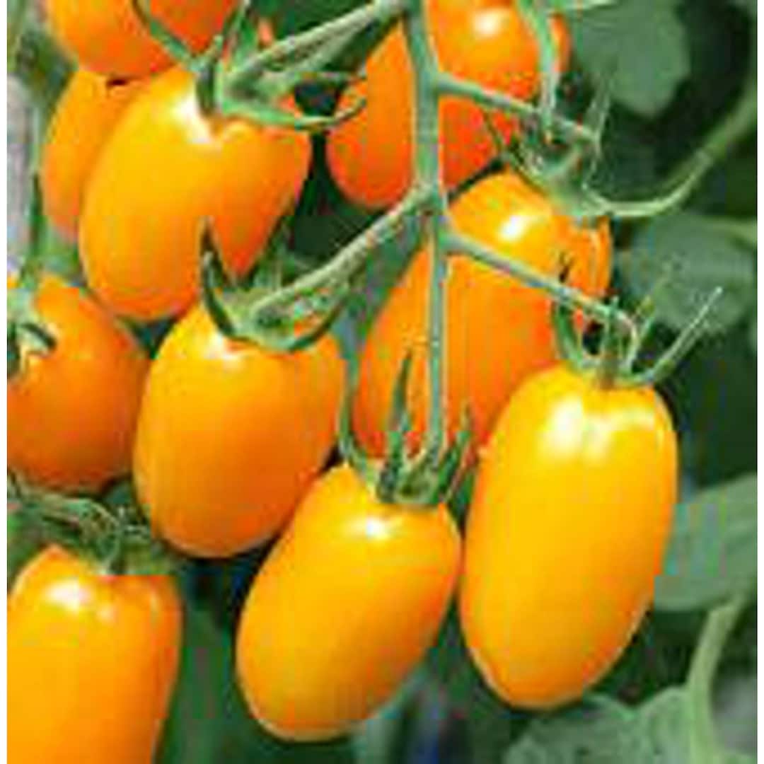 Golden Sweet Tomato Seeds Etsy