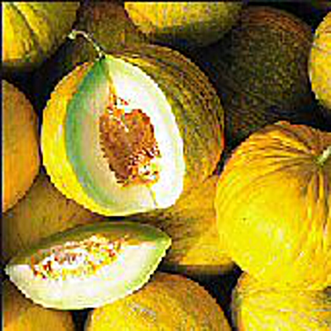 Amarillo Oro Melons Seeds Etsy