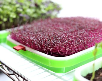 Large Two-Part Microgreen Tray / Large Grow Tray / Garden Growing Trays / Wheatgrass Sprouting Tray /Microgreens Seed Tray