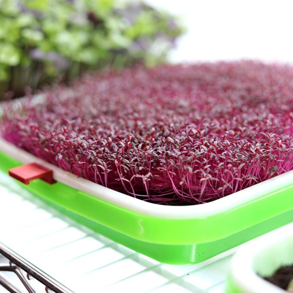 Microgreen Tray Etsy