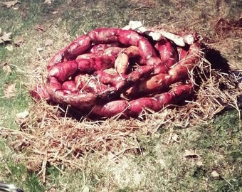 May include: A pile of cooked sausages, with a deep red color, arranged in a circular shape. The sausages are resting on a bed of straw and grass, creating a rustic presentation.