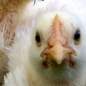 What&#39;d You Say, Huhn Bild, Baby Küken Bild, digitales Foto, Frühling Baby Küken, Osterküken