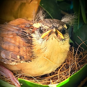 Carolina Wren