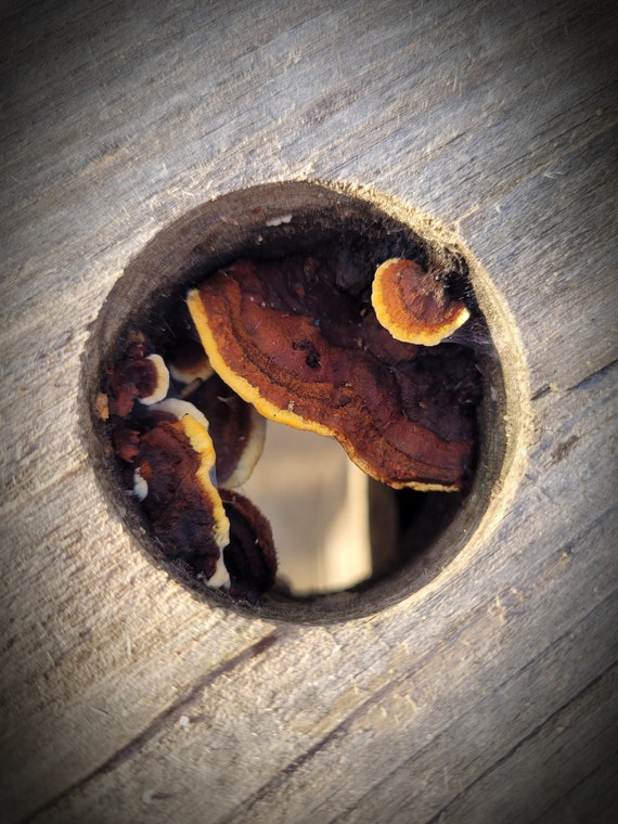 Shelf Mushroom Art Mushroom Photograph Digital Download Etsy