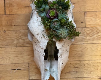 Succulent Cow Skull - Etsy Succulent Cow Skull - Etsy