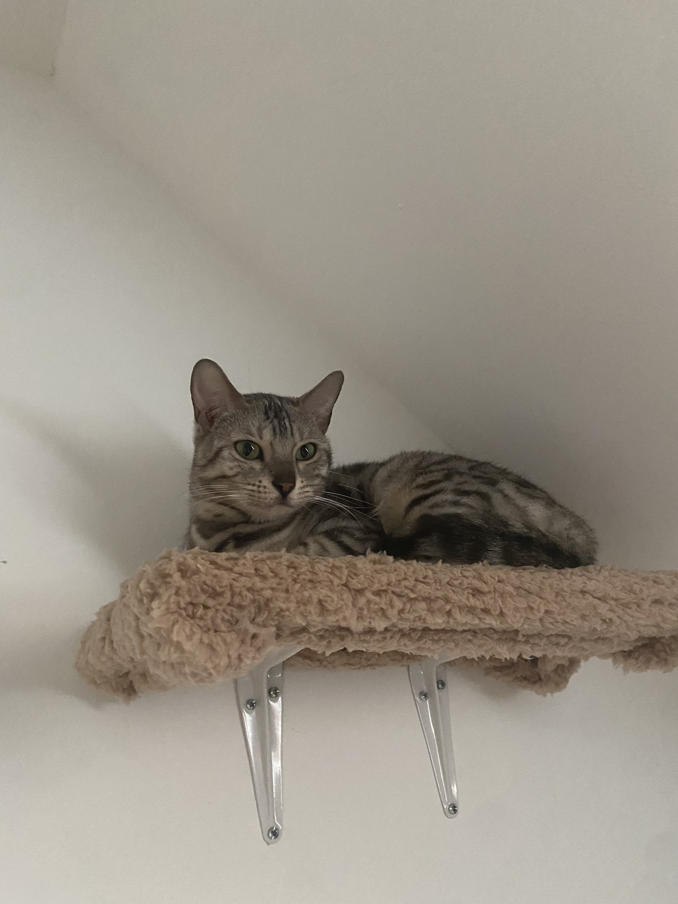 Couchette Murale Cosy