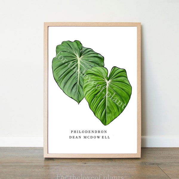 Philodendron Dean Mcdowell Aroid plant wall art, digital print Indoor Houseplant decor, Interior design, Botanical Minimalism