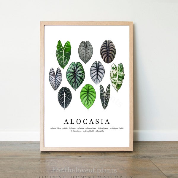 Alocasia Identification Plant Species chart, Indoor botanical art digital print poster, Houseplant collector, Botanical Minimalism