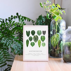 Anthurium Bestimmung Pflanzenart Poster | Indoor Dschungel Wand Kunst, grüne Blätter Wandbehang, Pflanzen Illustration modern botanisch