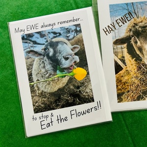 Schapenkaarten - EWE-kaarten - "Moge EWE altijd onthouden om te stoppen en de bloemen te eten!!" - Blanco binnenkant voor persoonlijke boodschap - Vermont Sheep