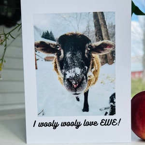 Schapenkaart Valentijn - EWE-kaarten - "Ik wollige, wollige liefde EWE!" - Liefdesbrief - Wenskaart - Blanco binnenin voor persoonlijke boodschap - Vermont Schapen