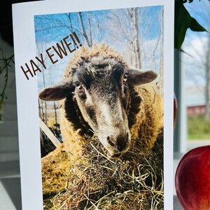 May include: A brown and black sheep with the text "HAY EWE!" in brown letters, eating hay in a field.