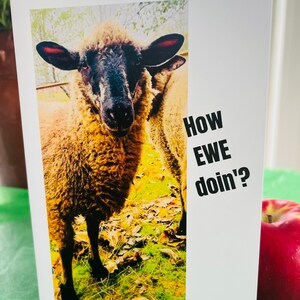 Schafskarte - EWE Card - "How EWE doin'?" - Gruß- / Notizkarte, innen leer für eine persönliche Nachricht - Gute Wünsche über Vermont Sheep!