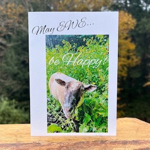 Schafkarten - EWE Karten - "May EWE be Happy!" - Gruß- / Notizkarten - Gute Wünsche über Adorable Vermont Sheep!