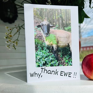 Schapenkaarten - EWE-kaarten - "Waarom, dank EWE!" -Dank u nota/wenskaart - blanco binnenin voor persoonlijke boodschap - Vermont schapen!