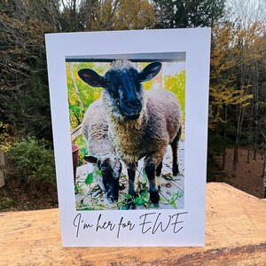 Schapenkaarten - EWE-kaarten - "Ik ben hier voor EWE" - Opmerking/wenskaart - Blanco binnenin voor persoonlijke boodschap - Well Wishes from Vermont Sheep