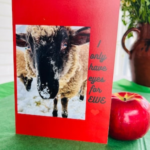 Schaf Karte Valentine, "I only have eyes for EWE", Valentinstag / Liebe Notiz-Karte, Innenseite leer, Foto von geliebten Vermont Schafe, EWE Grußkarte