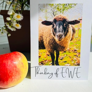 Tarjeta de oveja - Tarjetas EWE - Tarjeta de felicitación/nota "Pensando en EWE" - Interior en blanco para mensaje personal - ¡Buenos deseos a través de Vermont Sheep!