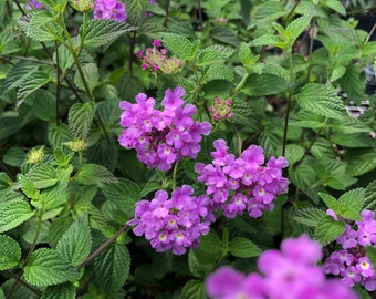 Lantana Trailing Lavender Quart Plant