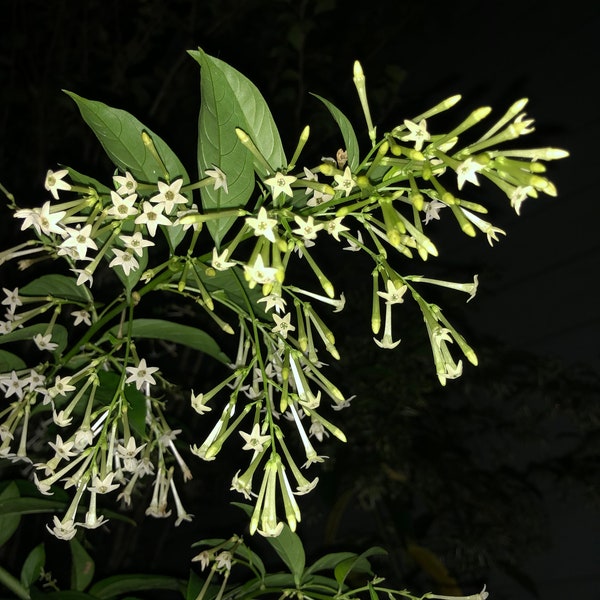 Cestrum nocturnum or Fragrant Night Blooming Jasmine Plant