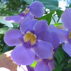 May include: Close-up of a cluster of vibrant purple flowers with yellow centers. The flowers have a delicate, trumpet-like shape and are arranged in a lush, green setting.