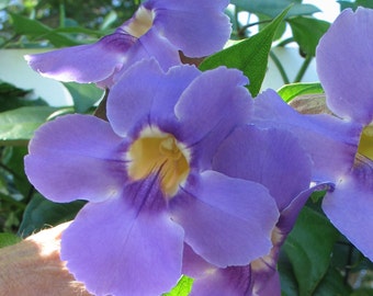 Blue Sky Vine or Thunbergia grandiflora Plant
