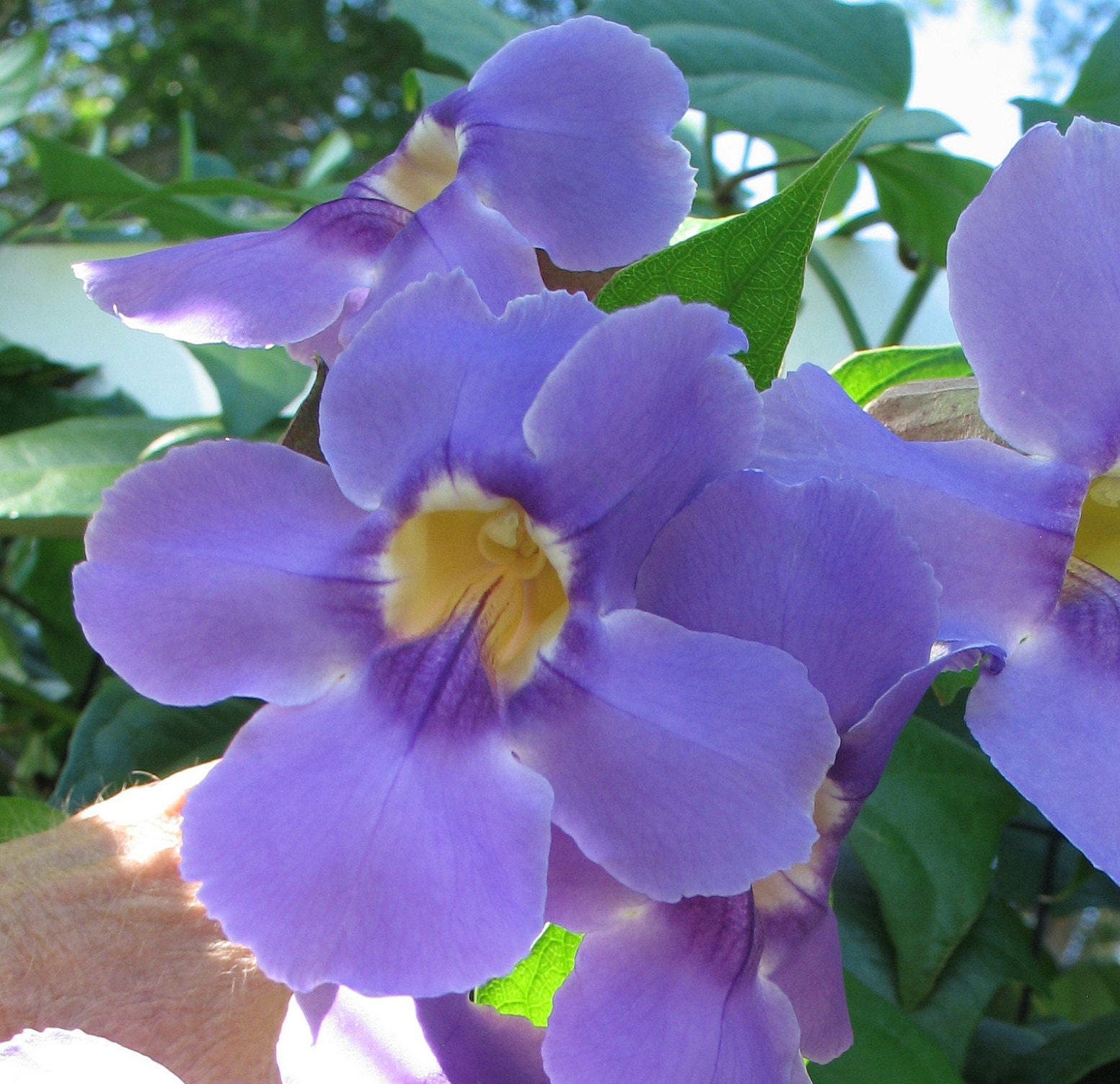 Blue Sky Vine or Thunbergia grandiflora Plant
