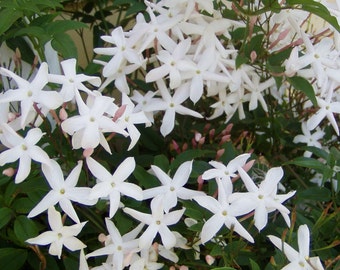 Winter Jasmine or Jasminum polyanthum Pint Plant