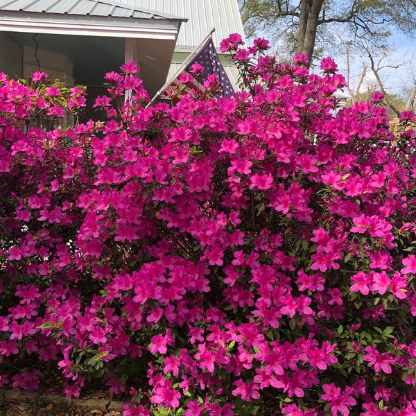 Purple Azalea or Rhododendron Azalea Formosa Purple Plant