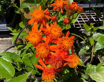 Mexican Flame Vine Live Plant