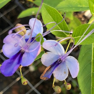 Blue Butterfly or Blue Wings Clerodendrum Ugandense pint plant