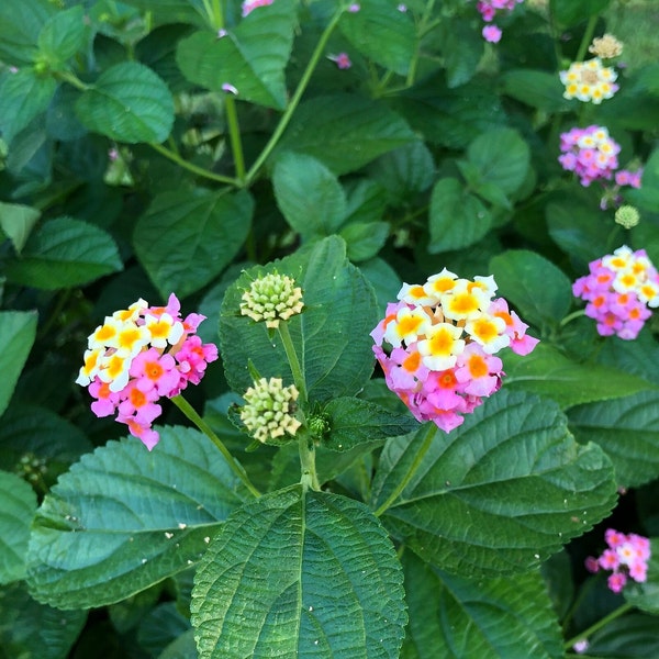 Ham and Egg Lantana Etsy