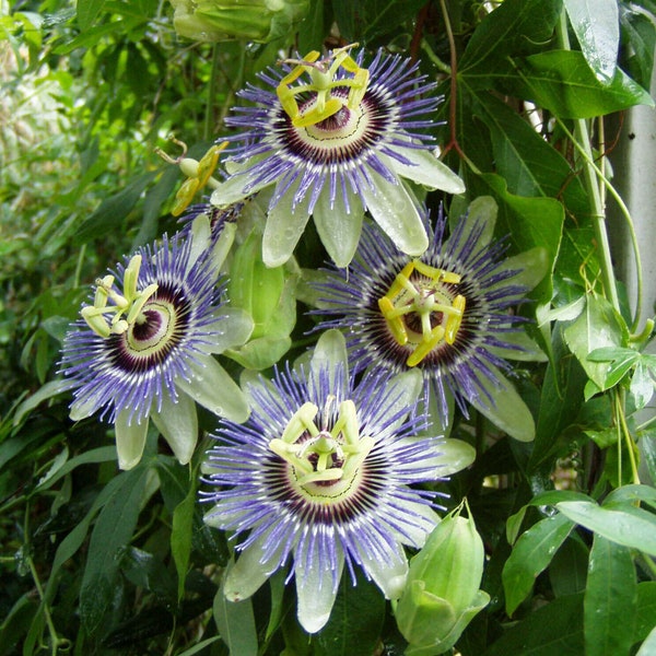 Passiflora caerulea Blue Crown Pint Plant