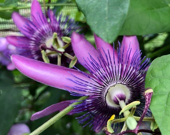 Lavender Lady, Passiflora caerulea Passion Vine Pint Plant