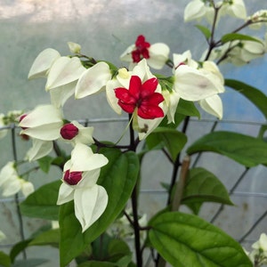Clerodendrum thomsoniae or White Bleeding Heart Vine Pint Plant